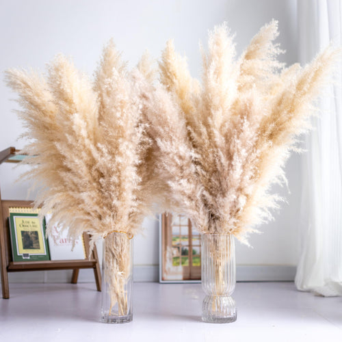 Tall Pampas Grass 10PCS | Boho Decor | Natural Home Decor Phragmites | Dried Flowers | Floral Arrangements | Home Decorations
