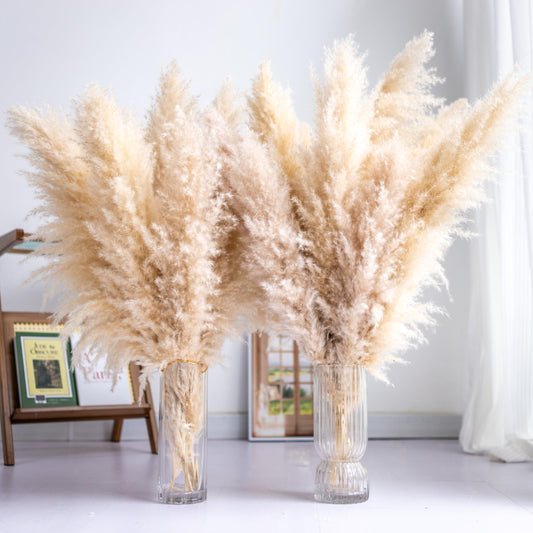 Tall Pampas Grass 10PCS | Boho Decor | Natural Home Decor Phragmites | Dried Flowers | Floral Arrangements | Home Decorations